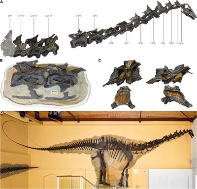 Topology-Based Three-Dimensional Reconstruction of Delicate Skeletal Fossil Remains and the Quantification of Their Taphonomic Deformation